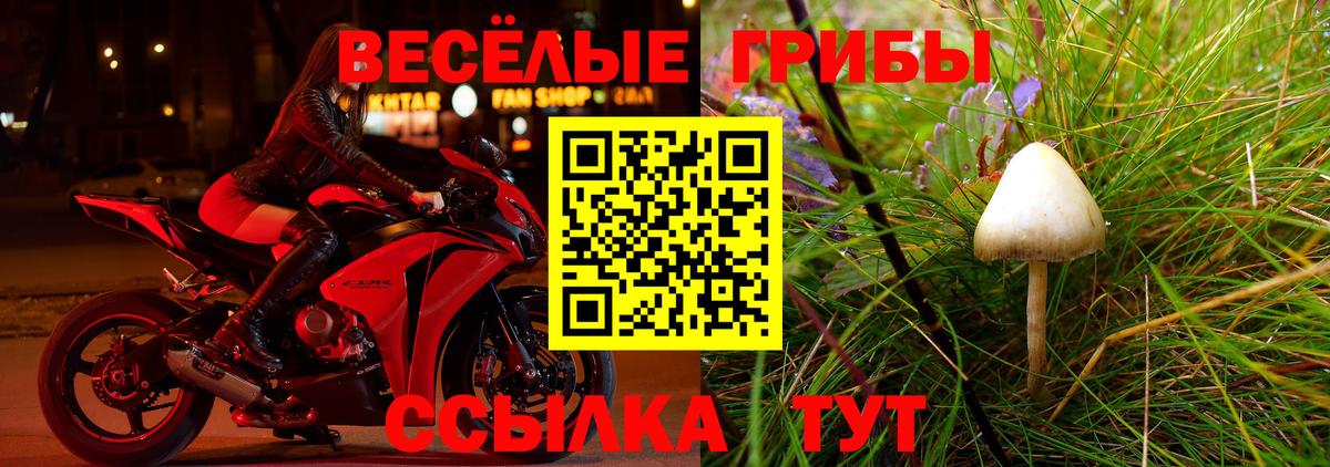 Псилоцибиновые грибы Psilocybe  Вход с VPN  Заволжье  Псилоцибиновые грибы мицелий 